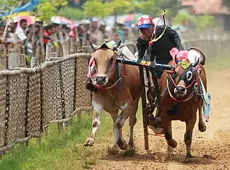 Гонки на бычьих упряжках (Мадура)31 января 2022