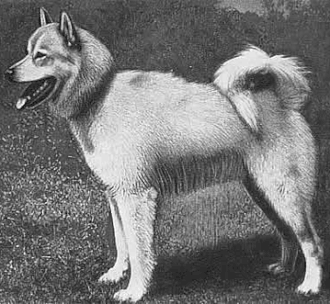 Карельская лайка