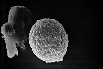 Спора Tilletia indica