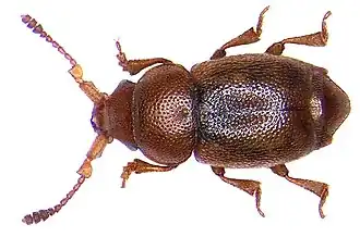 Kateretes pedicularius