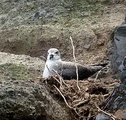 Кермадекский тайфунник на кладке