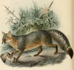 U. cinereoargenteus, рисунок Й.&nbsp;Г. Кьолеманса, 1890