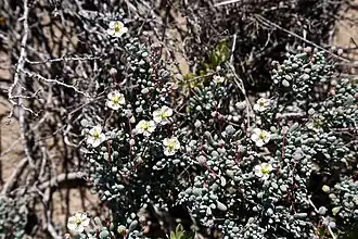 Kewa angrae-pequenae