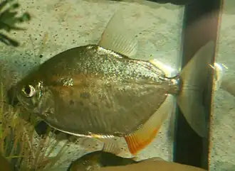 Metynnis lippincottianus