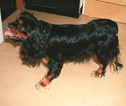 Кинг чарльз спаниель