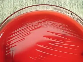 Kingella kingae в кровяном агаре