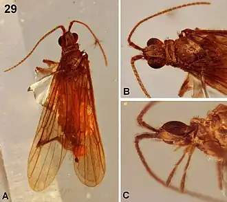 Kinitocelis divisinotata