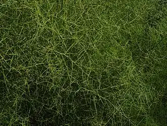 Кеберлиния колючая (Koeberlinia spinosa)