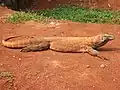 The Komodo dragon