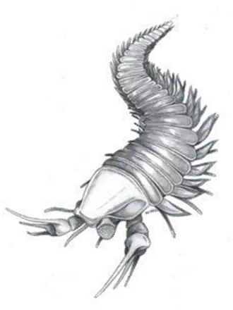 Реконструкция K. deppi как представителя Megacheira