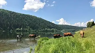 Река Уфа в посёлке Красный Ключ