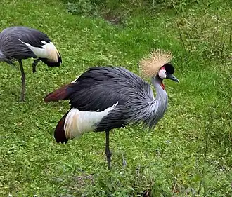 Венценосный журавль