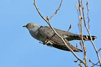 Обыкновенная кукушка