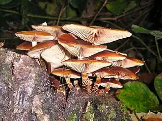 Летний опёнок