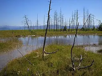 Кулиные болота