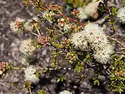 Kunzea bracteolata[англ.]