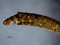 Личинка Hydropsyche в домике