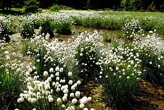 Eriophorum vaginatum