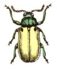 Labidostomis tridentata