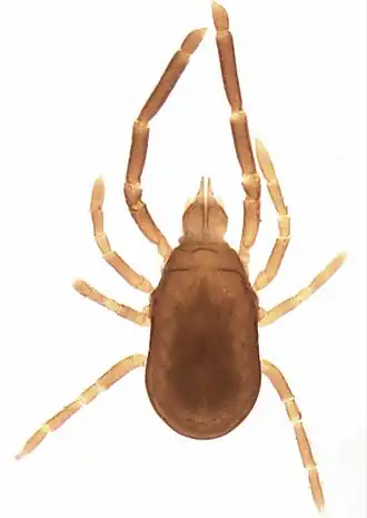 Labidostomma sp.