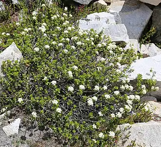 В естественной среде