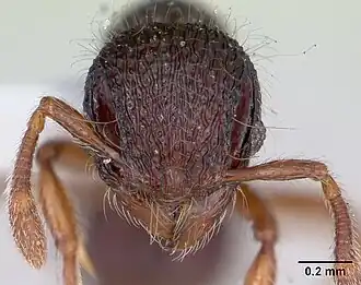 Lachnomyrmex fernandezi