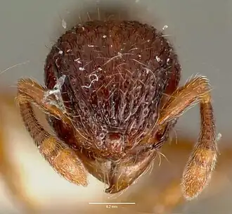 Lachnomyrmex plaumanni