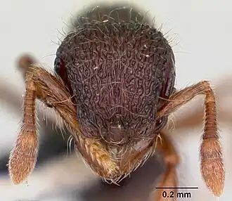 Lachnomyrmex scrobiculatus
