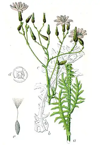 L. perennis (иллюстрация 1796 года)