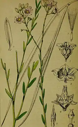 Кендырь пёстрый (Poacynum pictum)