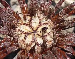 Тегмен Lamprometra palmata. Рот расположен в центре 5 пластинок, а анус на вершине столбика