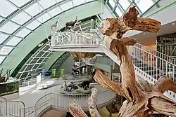 Ствол в Музее Нижней Австрии