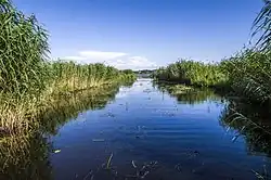 Ланга около Кишэзерса летом 2014 года