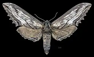 Langia zenzeroides nawai ♀