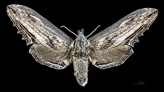 Langia zenzeroides zenzeroides Самка