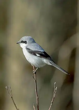 Подвид L. e. excubitor в районе Ашфорда, Англия.