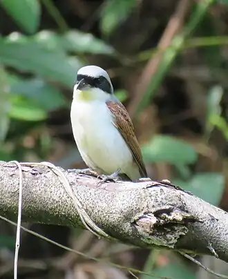 Взрослый самец