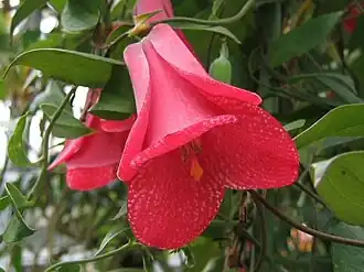 Лапажерия розовая (Lapageria rosea)