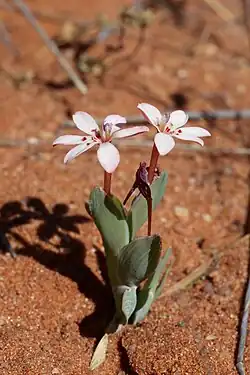 Lapeirousia arenicola