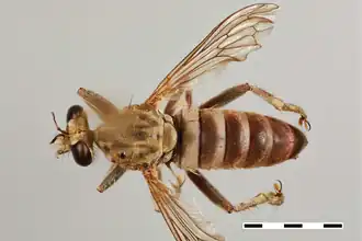 Laphyctis argenteofasciata