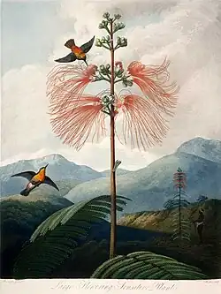 Колибри и экзотический цветок