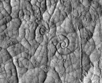 Два завитка крупным планом (диаметр правого&nbsp;— около 30 м)