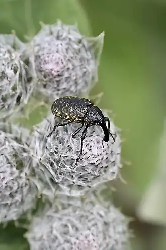 Самка чертополохового ларина на лопухе паутинистом в Подмосковье.