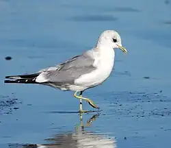 Larus canus brachyrhynchus зимой