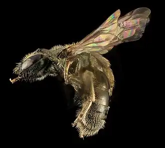 Lasioglossum knereri