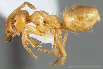 Муравей Acanthomyops
