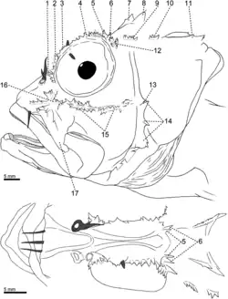 Боковой (вверху) и дорсальный (внизу) виды головы