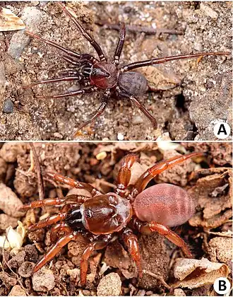 Самец (выше) и самка