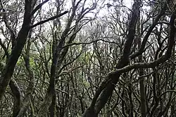 В лесу национального парка Гарахонай