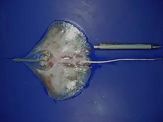 Мексиканский нитерылый скат